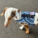 Easyfit Dog Harness - Size M